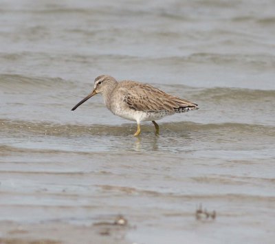 Short-billed Dowitcher (Limnodromus griseus)