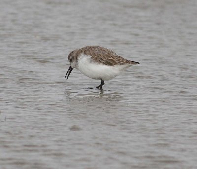 western_sandpiper