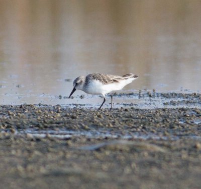 Western Sandpiper (Calidris mauri)