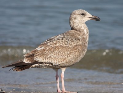 American Herring Gull (Larus smithsonianus)