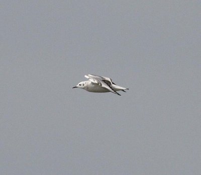 Bonaparte's Gull (Larus philadelphia)