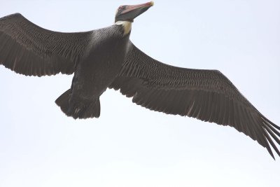 brown-pelican-4.1.09.jpg
