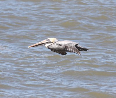 brown-pelican-7.1.09.jpg