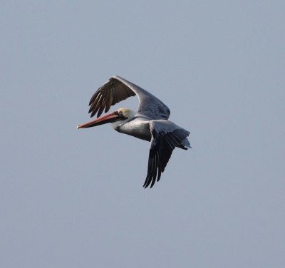 brown-pelican-iii-3.1.09.jpg