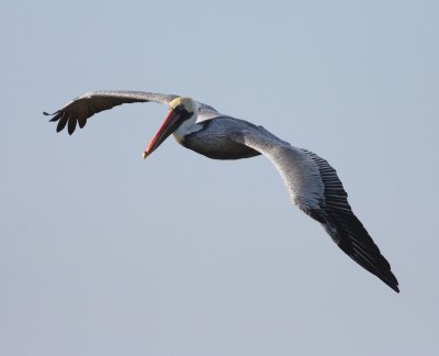 brown-pelican-iv-3.1.09.jpg