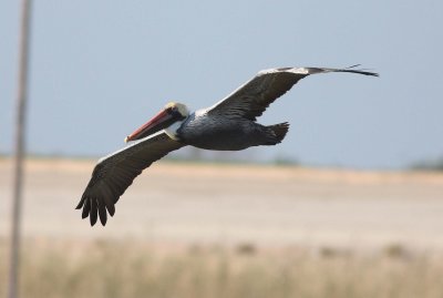 brown-pelican-v-3.1.09.jpg
