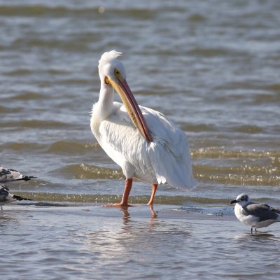 american_white_pelican