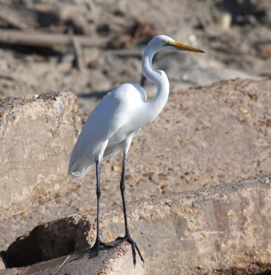 great-white-egret-3.1.09.jpg