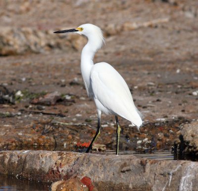 snowy-egret-3.1.09.jpg