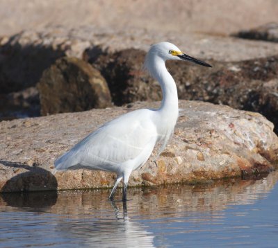 snowy-egret-ii-3.1.09.jpg