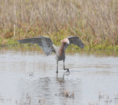 Reddish-Egret-vi-4.1.09.jpg