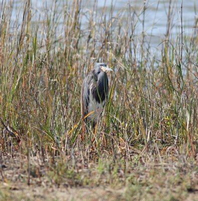tricoloured-heron-ii-3.1.09.jpg