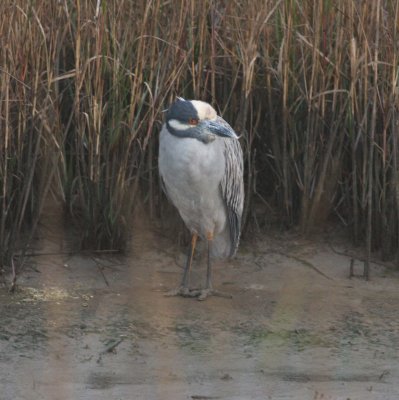 yellow-crowned_night_heron