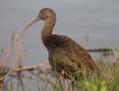 white-faced-ibis-ii-8.1.09.jpg