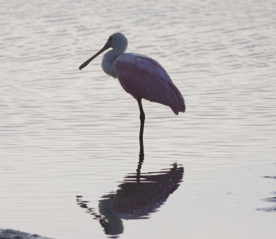 rosy-spoonbill-ii-4.1.09.jpg