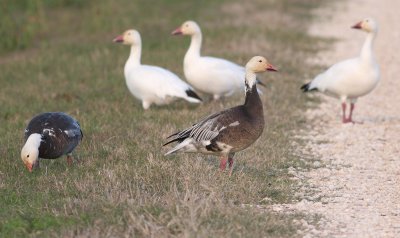 snow-geese-iii-8.1.09.jpg