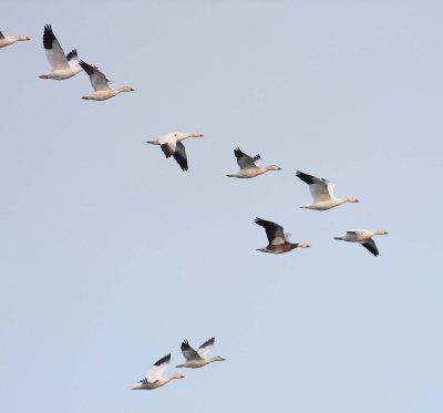 snow-geese-v-8.1.09.jpg