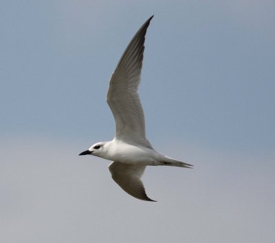Gull-billed Tern (Sterna nilotica)