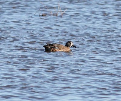 blue-winged-teal-7.1.09.jpg