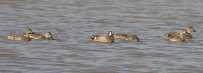 blue-winged-teal-ii-9.1.09.jpg