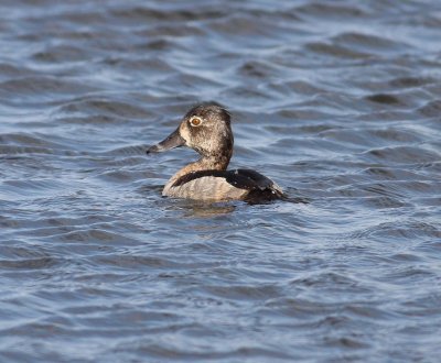 ring-necked-duck-9.1.09.jpg