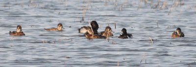 ring-necked-duck-ii-8.1.09.jpg