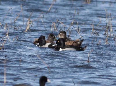 ring-necked-duck-ii-9.1.09.jpg