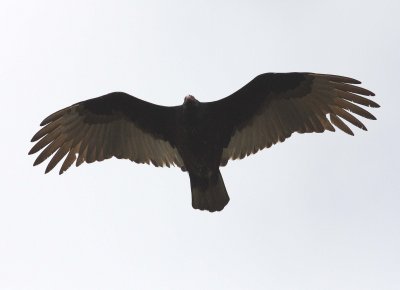 g1/26/894626/3/108633426.BEekgrkm.jpg