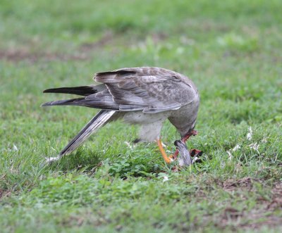Northern Harrier (Circus cyaneus)