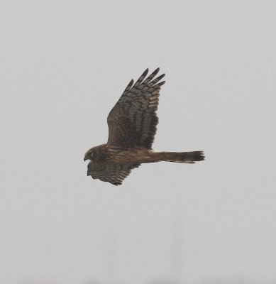 Northern Harrier (Circus cyaneus)