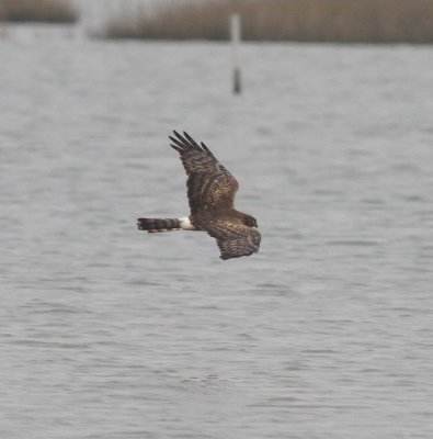 Northern Harrier (Circus cyaneus)