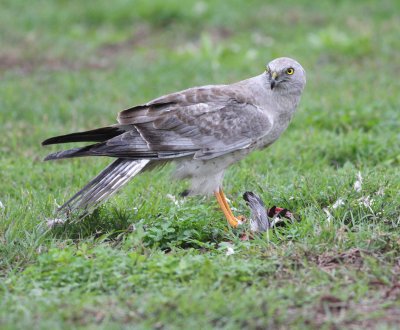 Northern Harrier (Circus cyaneus)