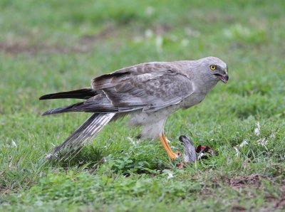 Northern Harrier (Circus cyaneus)