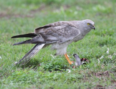 Northern Harrier (Circus cyaneus)