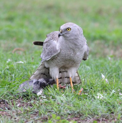 Northern Harrier (Circus cyaneus)
