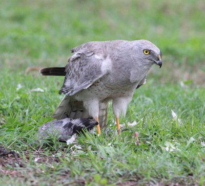 Northern Harrier (Circus cyaneus)