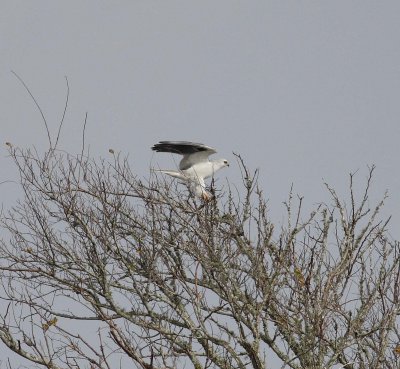 white-tailed_kite
