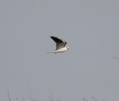White-tailed Kite (Elanus leucurus)