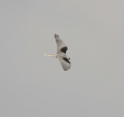 White-tailed Kite (Elanus leucurus)