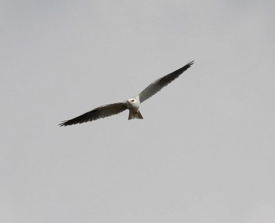 White-tailed Kite (Elanus leucurus)