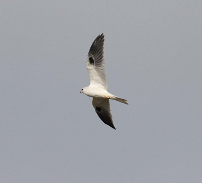 White-tailed Kite (Elanus leucurus)