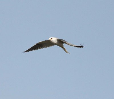 White-tailed Kite (Elanus leucurus)