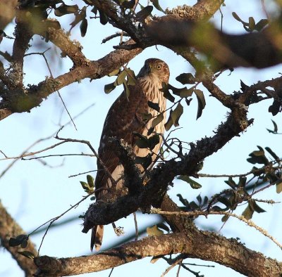 coopers_hawk