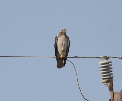 Red-tailed Hawk (Buteo jamaicensis)
