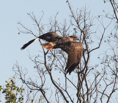 Red-tailed Hawk (Buteo jamaicensis)