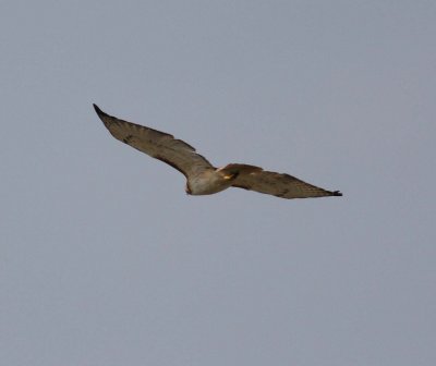 Red-tailed Hawk (Buteo jamaicensis)