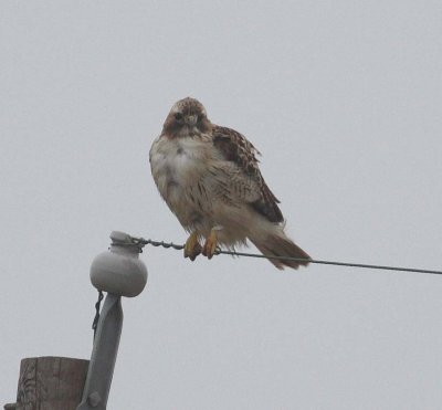 Red-tailed Hawk (Buteo jamaicensis)