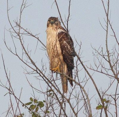 Red-tailed Hawk (Buteo jamaicensis)