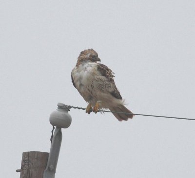 Red-tailed Hawk (Buteo jamaicensis)