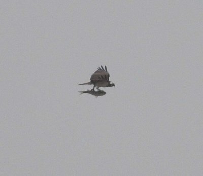 Osprey (Pandion haliaetus)